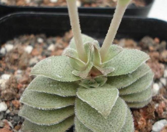 外形长的和宽叶花簪较像的梦巴如何养殖，老花匠来教你