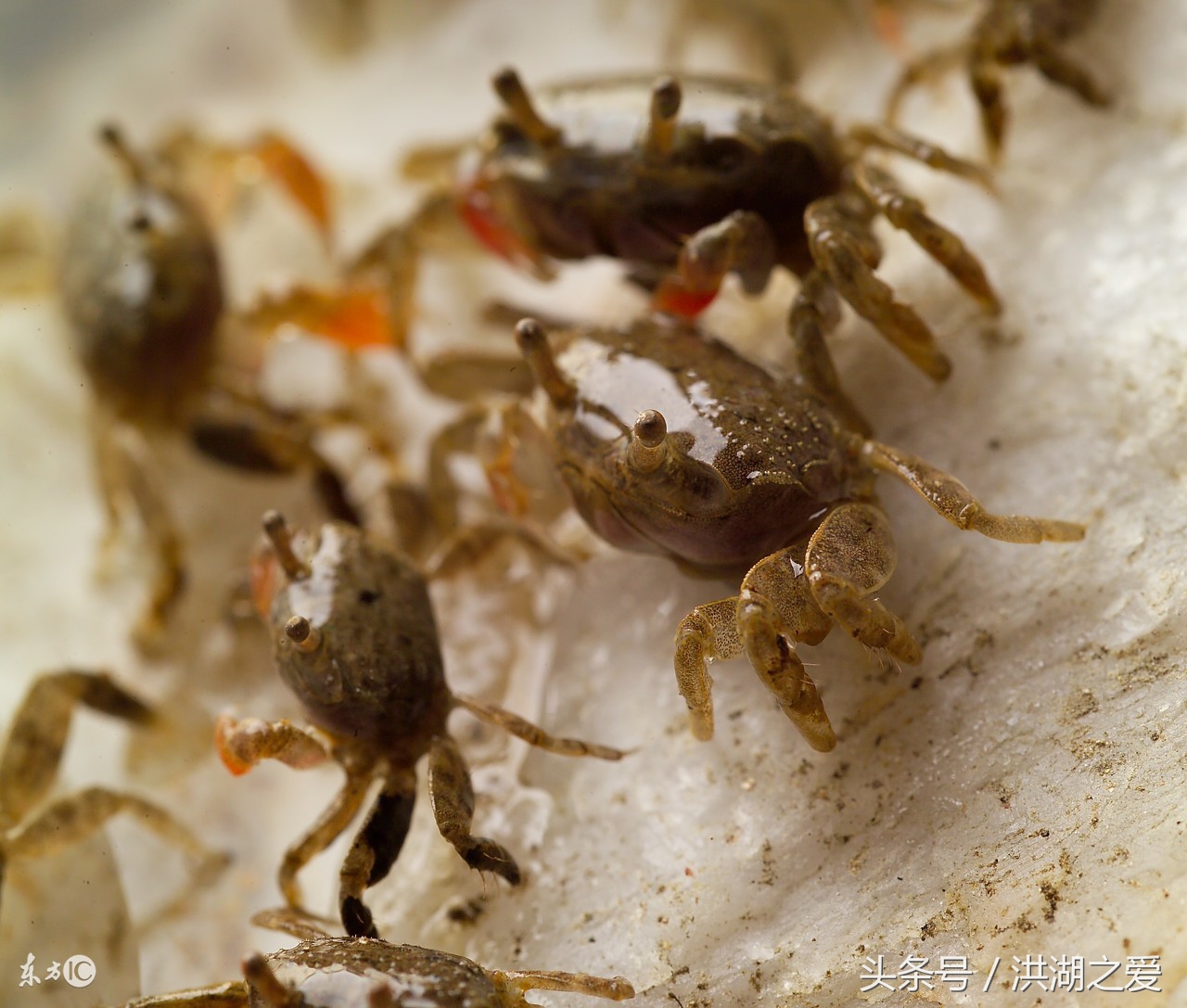 抓河蟹的方法和技巧,抓螃蟹的方法和抓鱼的方法
