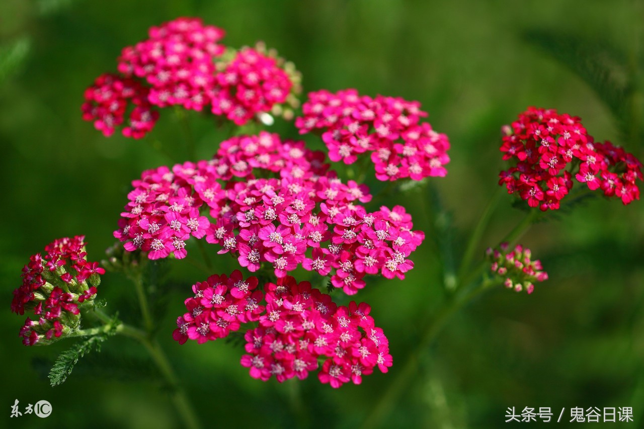 鬼谷子损兑法灵蓍是什么意思？