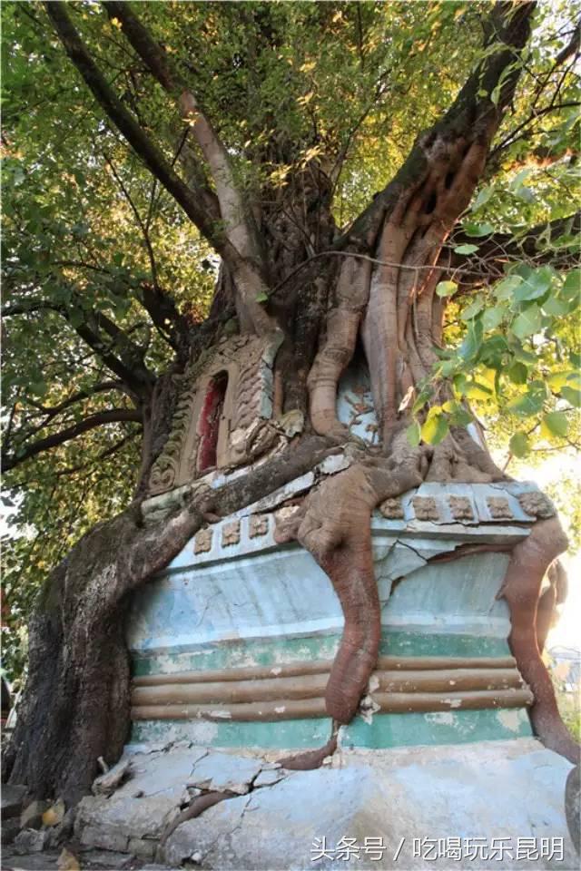 这两天德宏拽伤了，和全世界对话都是：我20度！