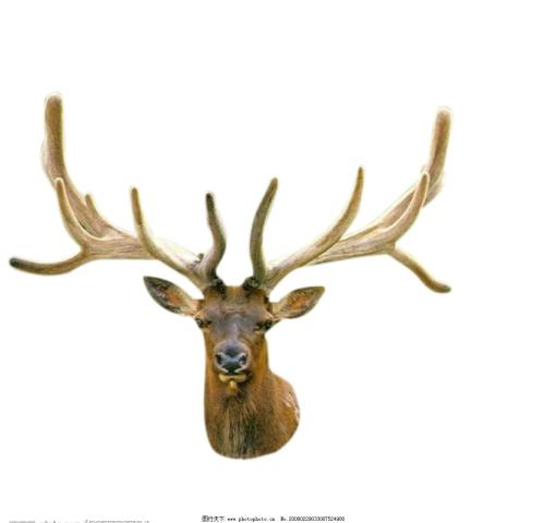 鹿茸不能与什么食物一起吃,什么人不能吃鹿茸和鹿茸片