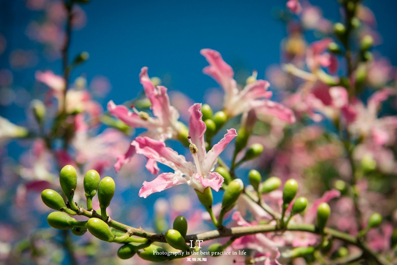 这里铁树开花是家常便饭，还有穿白色V领服的贪吃黑熊