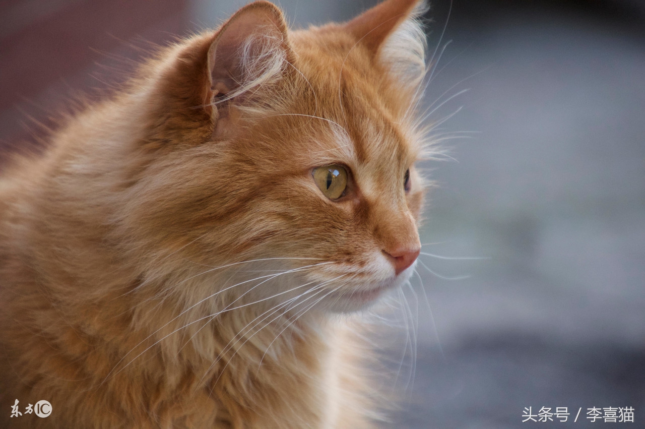 如果有人想要领养宠物该怎么问,有人想要领养一只小猫吗