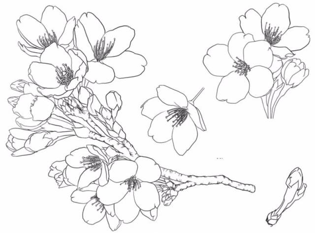 白描花卉技法基础入门,白描花卉简单入门