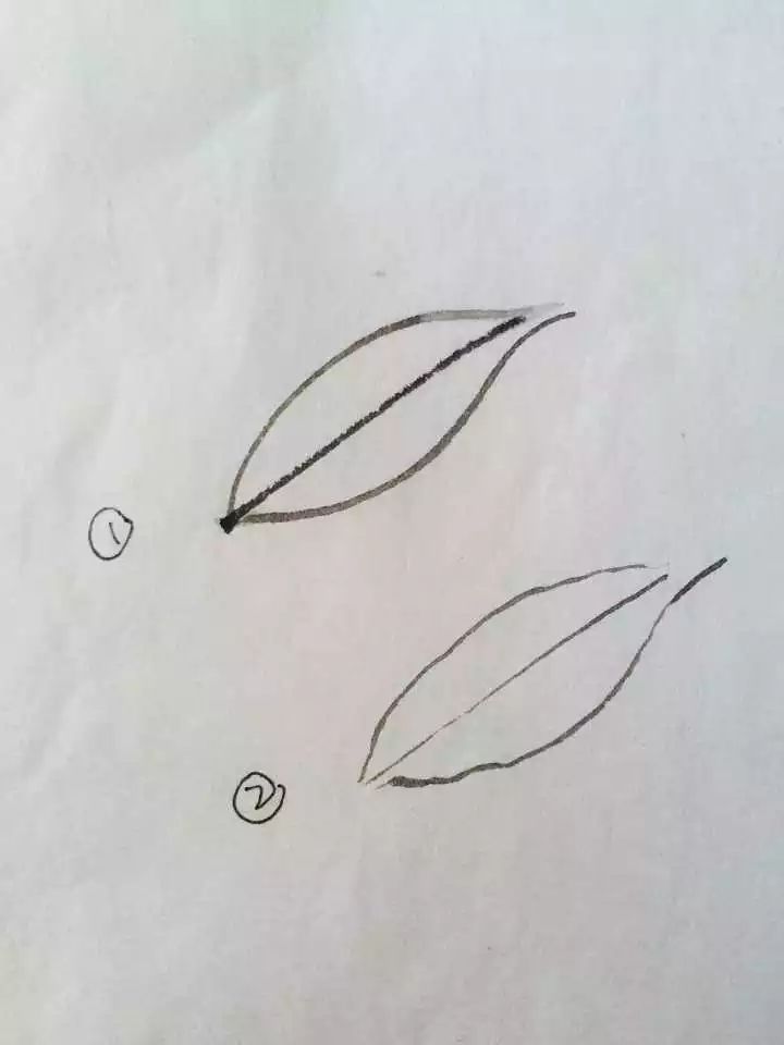 白描花卉技法基础入门,白描花卉简单入门