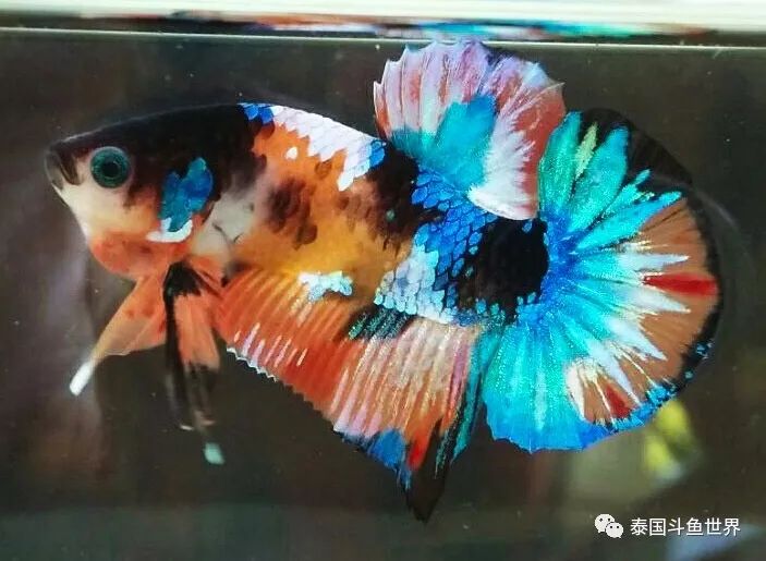 泰国斗鱼拍卖最新视频,泰国斗鱼拍卖直播现场