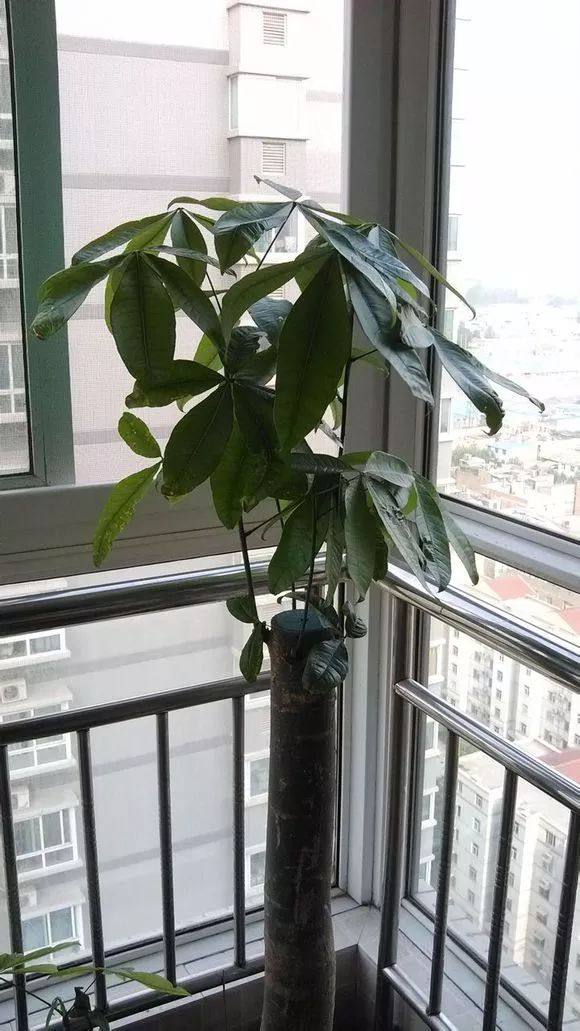 发财树死了怎么救活,快死的发财树如何救活