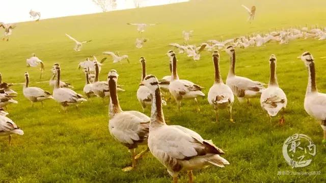 川南大草原有什么玩的,川南大草原什么时候好玩