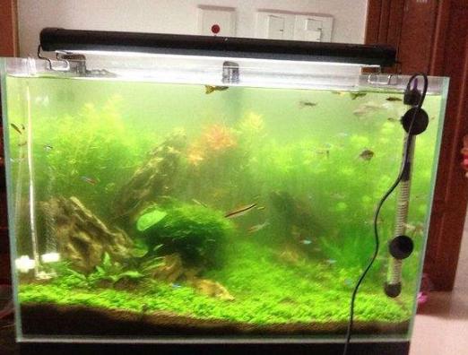 草缸怎么避免长藻,长黑毛藻的水草泥怎么处理