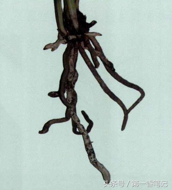 兰草镰刀菌,养兰病虫害防治技巧