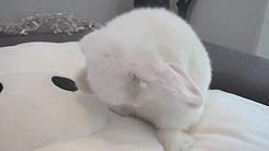 眼睛有血丝发红怎么回事,眼睛胀红眼球有血丝是什么问题