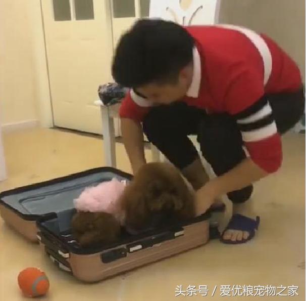 泰迪因为不愿意与出差的主人分开主动钻进行李箱，网友：粘人精