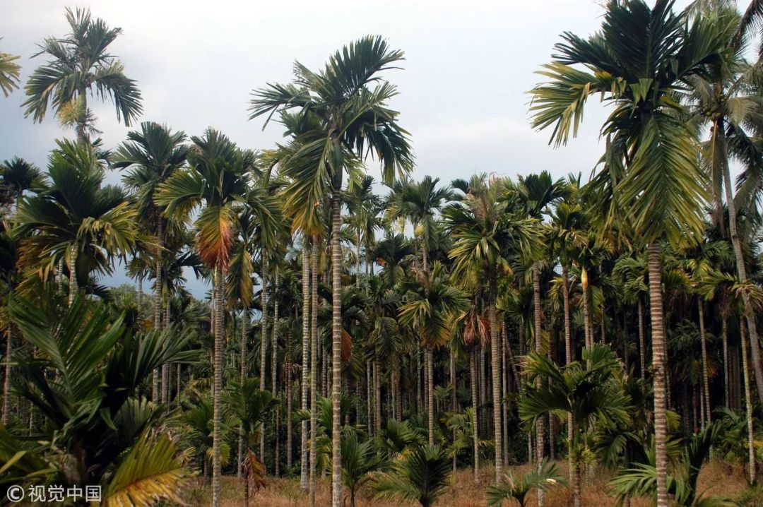 槟榔到底是怎么样的一种存在？