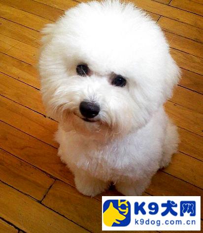 k9大放送——比熊犬注射疫苗中的4个常见问题