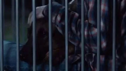 狗狗养护知识大全集,日常护理狗狗皮肤不瘙痒