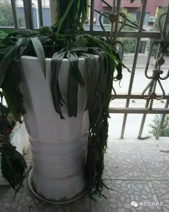 吊兰绿萝烂根怎么处理,绿萝冻伤叶子发黄怎么救