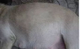 关于狗狗日常护理的视频,狗狗护理驱虫全套