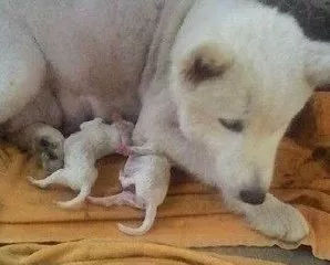 狗狗养护知识大全集,日常护理狗狗皮肤不瘙痒