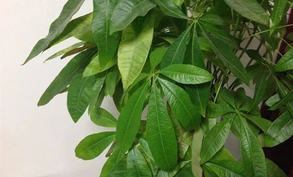 家里的植物叶子发黄怎么回事,叶子发黄的原因与处理方法