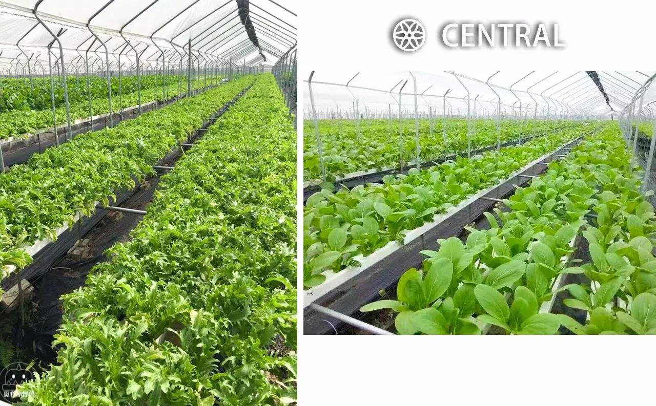 米其林三星主厨来中国,法国米其林大厨料理