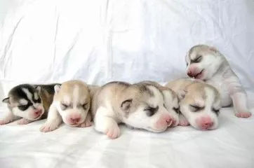 狗狗养护知识大全集,日常护理狗狗皮肤不瘙痒