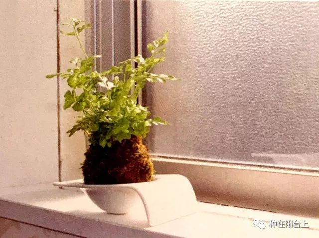 鑻旂帀鐩嗚姳,鑻旂帀鐩嗘牻閫犲瀷