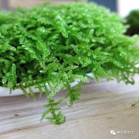 鑻旂帀鐩嗚姳,鑻旂帀鐩嗘牻閫犲瀷