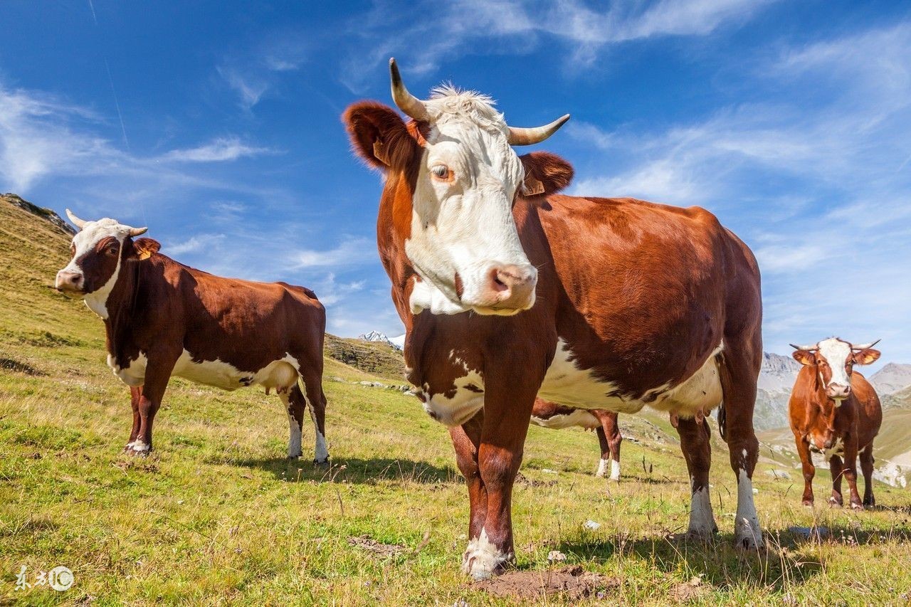 奶牛难产与救治视频,奶牛产科疾病诊断与治疗