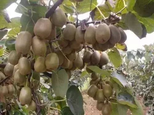 有哪些农业致富好项目值得推荐,农业种植致富项目100例