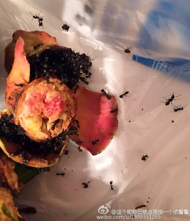 吃山竹吃到满胳膊蚂蚁不点开会后悔！点开可能会吐