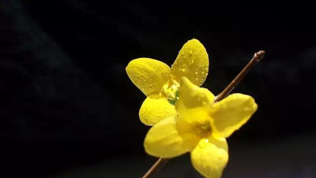 山西绛县连翘花在哪里,绛县看连翘花的地方