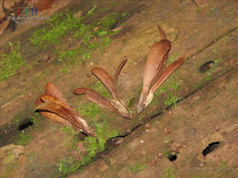 擎天柱云南,中国珍稀植物望天树