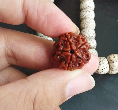 金刚菩提有几种品种图片,金刚菩提顶级品种