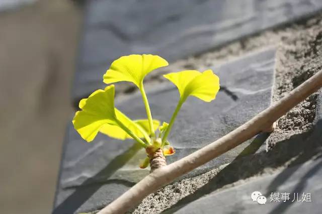 包钢三中真的要改名吗,包钢三中整体成绩怎么样