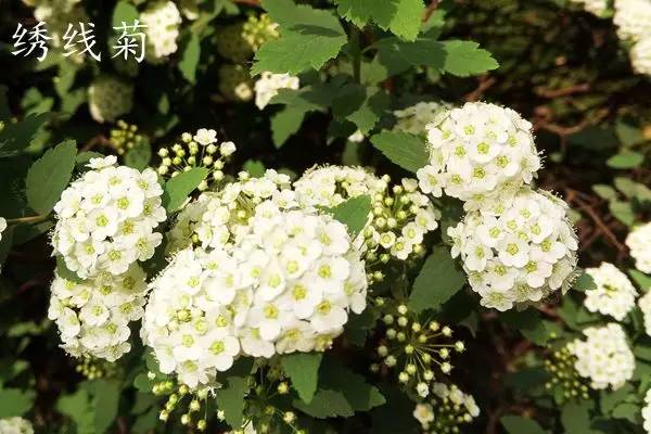 趣谈英文花名,趵突泉山大校区春天