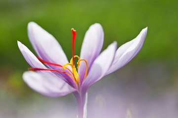 番邦来花—滋补佳品藏红花