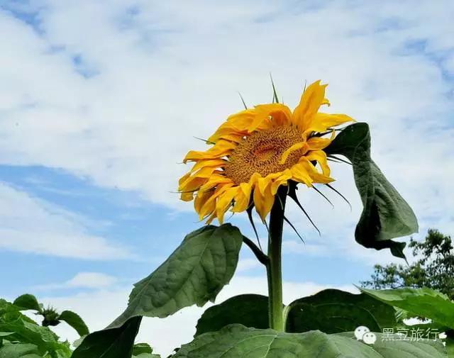 今年五一不出门宅在家里,五一不宅家悦游好时节
