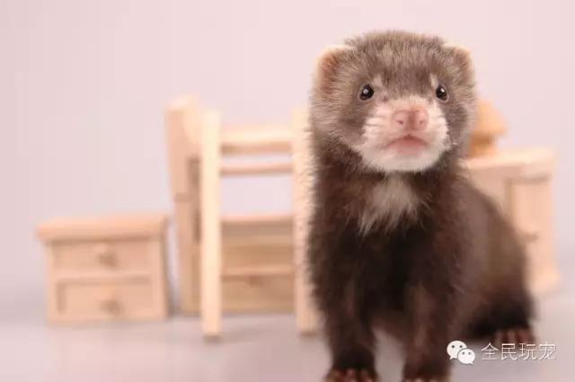 养一只貂的成本,家里可以养貂吗
