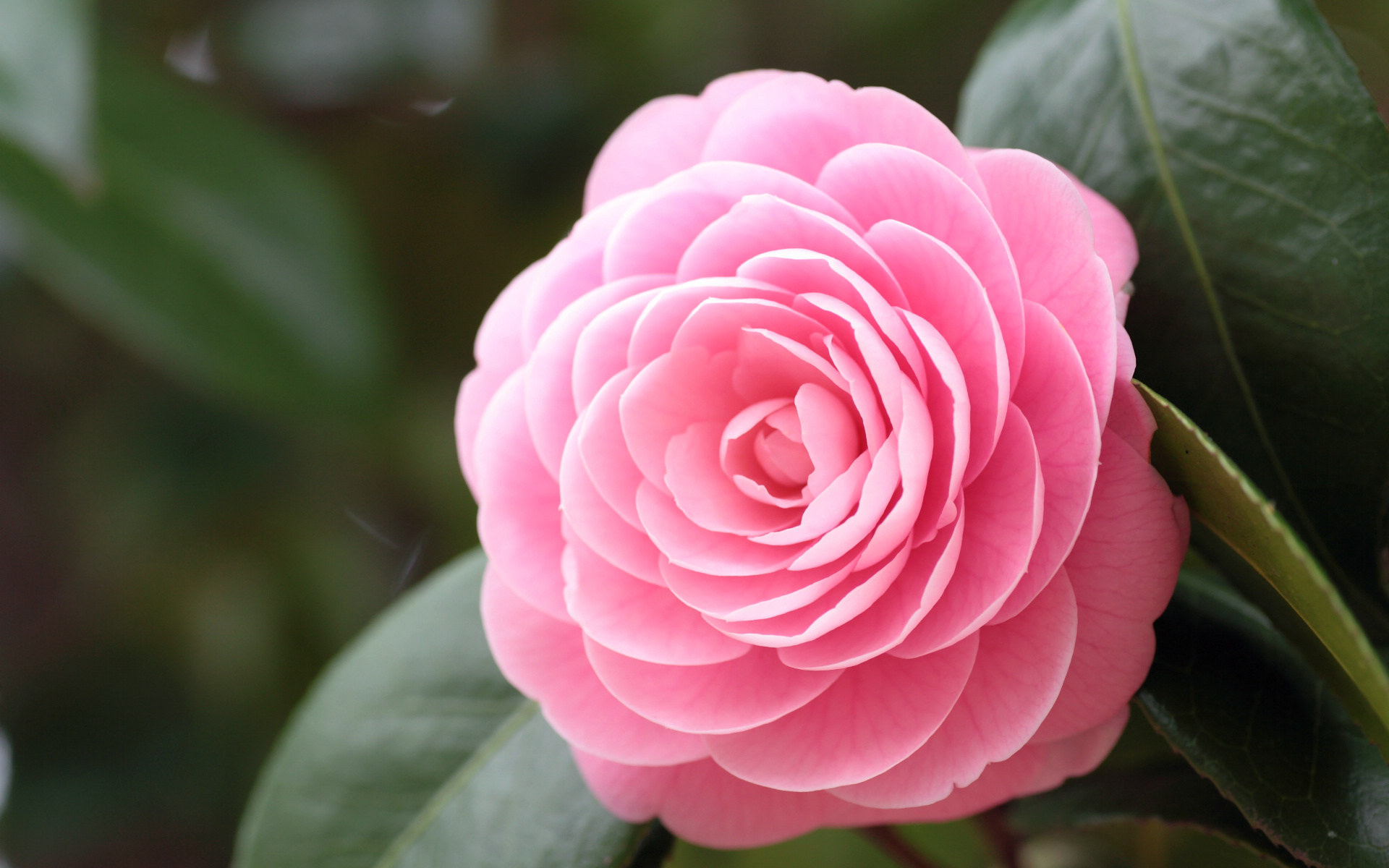 月经生病,月经病