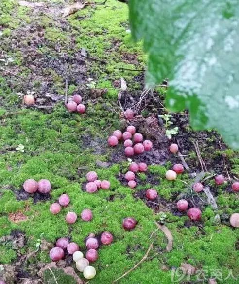 葡萄大小粒的原因及治疗方法,治葡萄大小粒的药