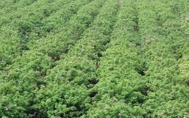 赏玫瑰摘西瓜这个假期有福喽