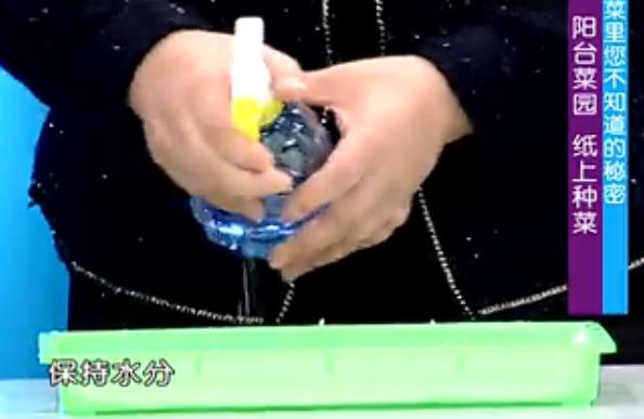 出来的五个种菜实用小技巧,纸上种菜可以种向日葵吗