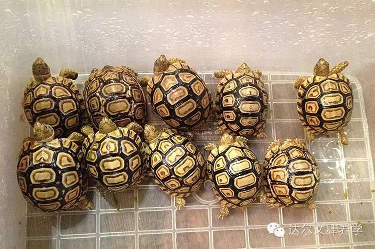 达尔文的象龟,达尔文进化岛最终进化形态