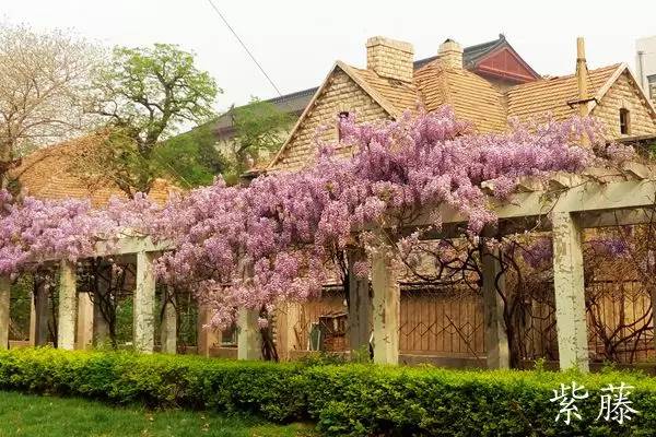 趣谈英文花名,趵突泉山大校区春天