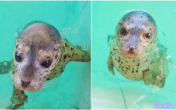 中南百草原景区动物园,中南百草原景区动物