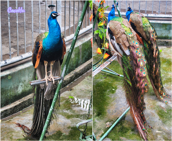 中南百草原景区动物园,中南百草原景区动物