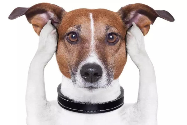 狗狗的听觉有问题怎么办,狗狗听力