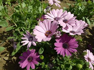 颜值爆表性价比手机,魅蓝note3参数配置详情