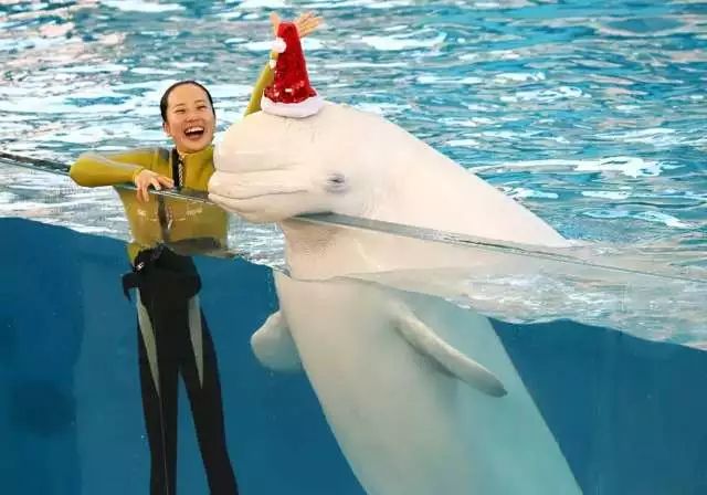 你也想过圣诞节吗,美国今天过圣诞节吗