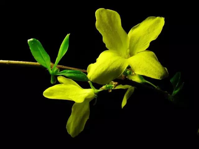 山西绛县连翘花在哪里,绛县看连翘花的地方